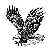 bald eagle engraving black and white outline