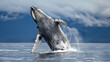 Pod Of humpback whales breaching in unison during