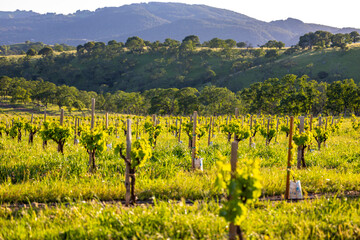 Wall Mural - vineyard