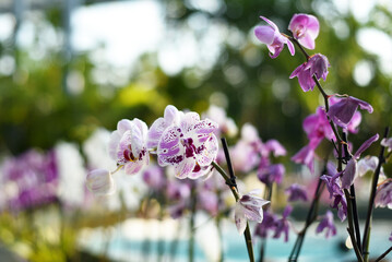 Wall Mural - Pink orchids on the background of the pool