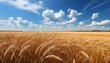 Beautiful-landscape-with-field-of-ripe-rye-and-blue-summer-sky
