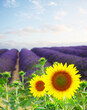 Sunflower and Lavender flowers field, Provence, France