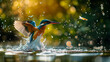 The breathtaking scene capturing the moment when a magnificent kingfisher bird dive to snatch a fish from the surface of crystal clear waters.