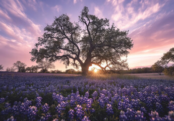 Wall Mural - A majestic oak tree stands tall amidst a sea of bluebonnets, as the sunset paints a pastel sky, creating a tranquil and picturesque springtime scene.