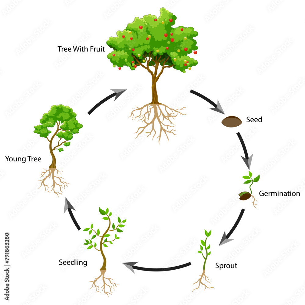 Diagram showing parts of a tree with roots. Vector illustration. Stock ...