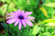 Beautiful Purple Cape Daisy Antique Rose with Raindrops on Easter Island of Chile, South America