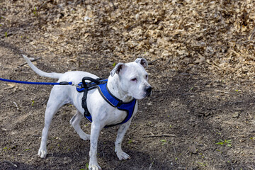 Poster - Dog on a leash in the park