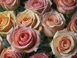 Beautiful pink and beige roses in a vase close up