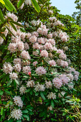 Wall Mural - Rhododendron Flower Abundance