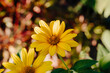 Żółte kwiaty ogrodowe