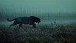   A black dog runs through a field of tall grass on foggy day, tall trees silhouetted in background