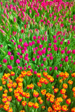 Fototapeta  - Field of tulips, natural colorful background, selective focus.