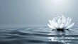   A pristine white flower atop still water, its surface disturbed only by a solitary droplet