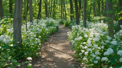 Wall Mural -   A dirt trail weaves through a forest, lined by dense clusters of white flowers on both sides Trees loom in the background