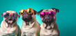 Creative animal concept. Group of pug dog puppy friends in sunglass shade glasses isolated on solid pastel background, commercial, editorial advertisement, copy text space	