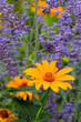 Sonnenhut (Rudbeckia und Blauraute im Blumenbeet im Sommer
