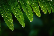 Morning Jewels: Rain-Kissed Fern Leaves