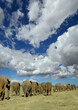 Afrikanische Elefanten  (Loxodonta africana) große Gruppe in der afrikanischen Steppe von hinten, Kenia, Afrika