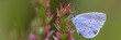 Bläuling (Lepidoptera) Schmetterling an Blüte, Panorama 