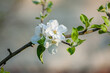 Kwitnące drzewo owocowe kwiaty jabłoni