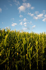 Wall Mural - Agricultura de cereal, Plantação de Milho