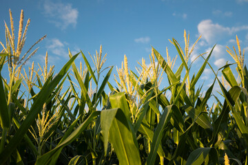 Wall Mural - Agricultura de cereal, Plantação de Milho, Folhas, espigas e céu azul