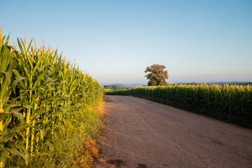 Sticker - Estrada rural, Plantação de Milho e céu azul