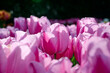 pink, white tulip Aafke with backlight in the afternoon sun