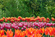 beautiful red, yellow, pink and red tulips with green trees in the background