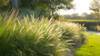 Bahia Grass as a sustainable landscaping option, its drought tolerance and low maintenance requirements making it a popular choice for lawns, parks,