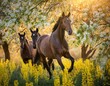 Pferde galoppieren zwischen Goldregenbäumen