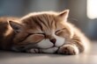 'cat puppy sleeping asleep sleep tomcat blue fur paw mammal contented cute sweet horizontal lie soft happy'