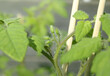 Tomato buds on tomato plant seedling. Close up, macro. Tomato plants started indoor, hardening off or getting used to the outdoors. Bush Cherry tomato plant determinate Tumbling Red. Selective focus.