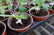 Potted green plants placed on tray in greenhouse