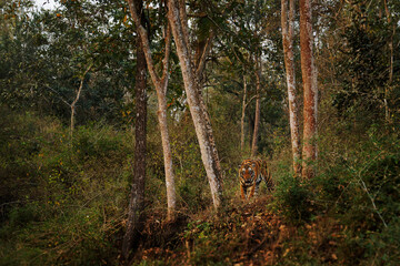 Bengal Tiger - Panthera tigris tigris the biggest cat in wild in Indian jungle in Nagarhole tiger reserve, hunter in the greeen jungle, face to face view