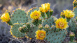 Eastern Prickly Pear Cactus in bloom, showcasing its vibrant yellow flowers against the backdrop of its thick, spiny pads, creating a striking contrast in the arid desert landscape.