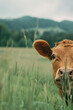 cow peaking from the side of the frame, green meadow. High quality photo