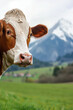 cow peaking from the side of the frame, green meadow. High quality photo