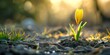 A small yellow flower is growing in the dirt. The flower is surrounded by rocks and grass. Concept of growth and resilience