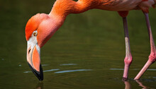 A Flamingo Is Seen Standing In The Water With Its Head Submerged In Search Of Food