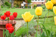 Tulips growing with a view of a garden in the background the flowers are red and yellow