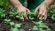 Urban Gardening: Hands Engaged in Plant Care and Sustainability Generative AI