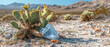  desert landscape, with discarded plastic bags caught in cacti as the background