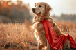 A Golden Retriever wearing a superhero cape.