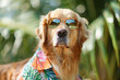 A Golden Retriever wearing sunglasses and a Hawaiian shirt.
