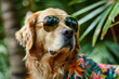 A Golden Retriever wearing sunglasses and a Hawaiian shirt.