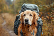 A Golden Retriever with a backpack, ready for a hiking adventure.