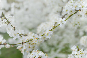 Wall Mural - Spring background with white blossoms