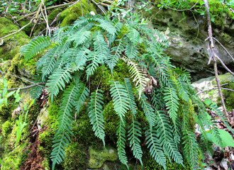 fern polypodium vulgare grows on a rock in the woods