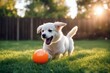 'backyard ball copy toy panoramic happy dog space small lawn pet crop playing funny running adorable animal banner canino cheerful colourful cute dashing doggy domestic family fetch friendly game'